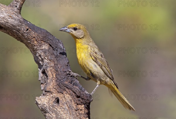 Hepatic Tanager Piranga hepatica Santa Rita Mountains, Santa Cruz County, Arizona, United States 16 May Adult Female Thraupidae