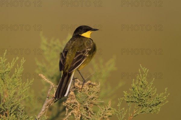 Western Yellow Wagtail (Motacilla flava feldegg), Cyprus
