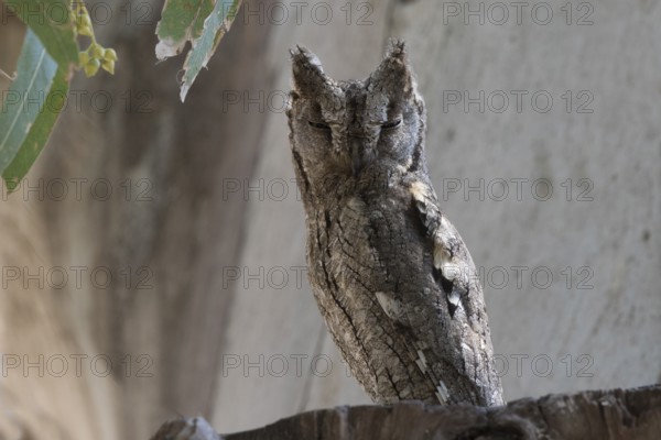 Eurasian Scops Owl (Otus scops), Spain