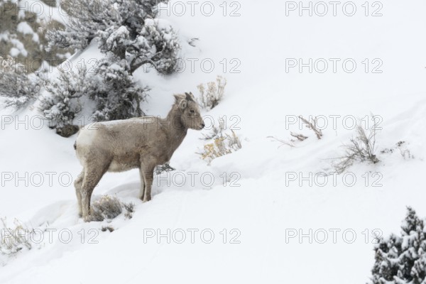 Bighorn Sheep (Ovis canadensis) young in snowy countryside, Yellowstone National Park, Wyoming, USA