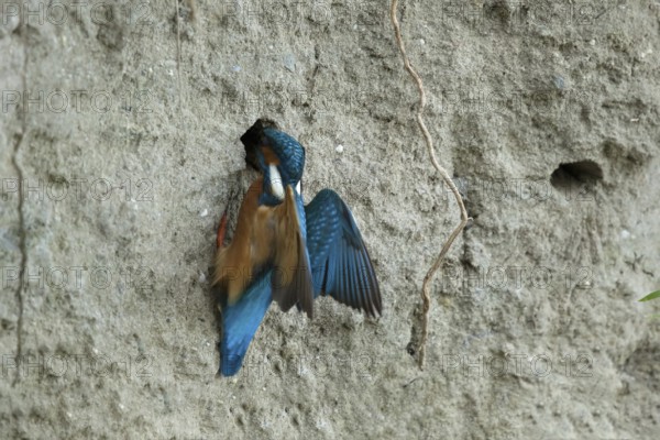 Ijsvogel bouwt zijn nest, Kingfisher building a nest