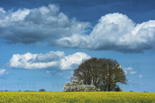 Cloud formation over blooming field of rapeseed (Brassica napus), Ruegen Island, Mecklenburg-Western Pomerania, Germany