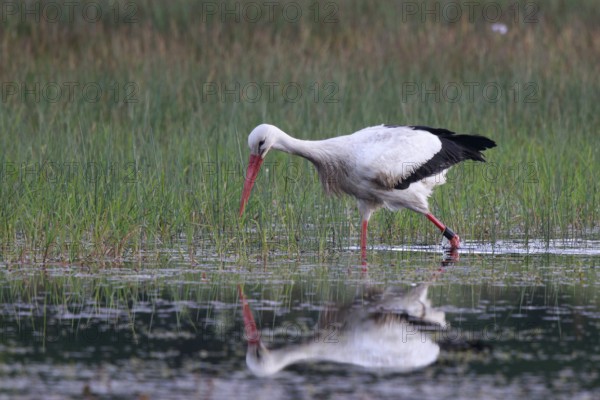 White Stork (Ciconia ciconia) male foraging, North Rhine-Westphalia, Germany