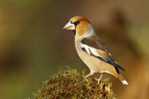 Hawfinch (Coccothraustes coccothraustes) male, North Rhine-Westphalia, Germany