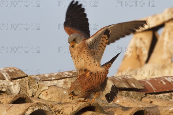 Lesser Kestrel (Falco naumanni), pair mating, Castile-La Mancha