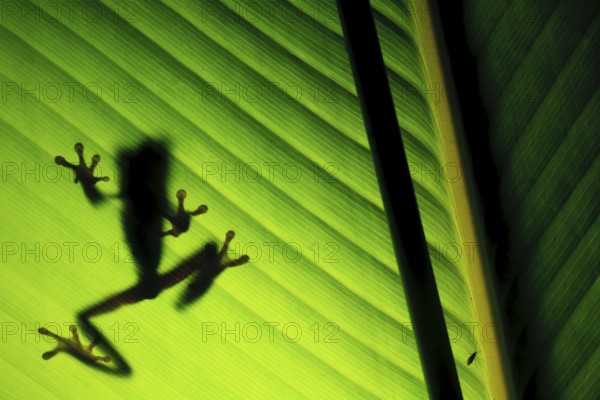 Red-eyed tree frog (Agalychnis callidryas) silhoutte, the most famous frog in Costa Rica and possibly the world