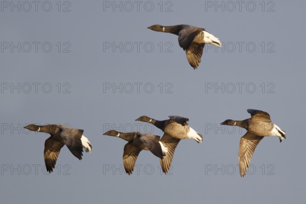 Brant Goose (Branta bernicla) group flying, Netherlands