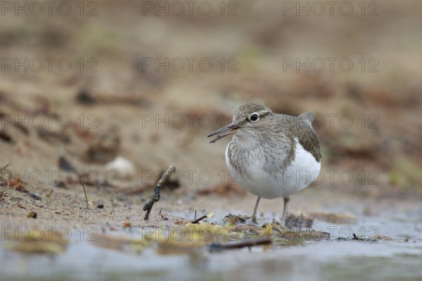 Common Sandpiper (Actitis hypoleucos) foraging, North Rhine-Westphalia, Germany