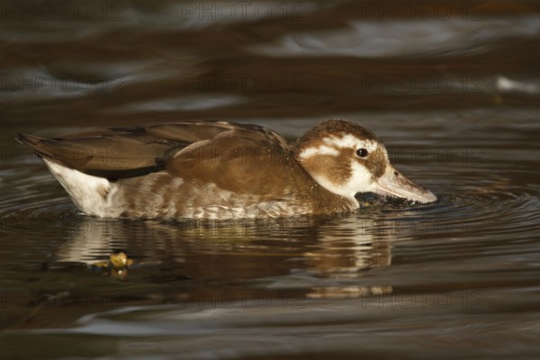 White-headed Duck (Oxyura leucocephala) juvenile, North Rhine-Westphalia, Germany