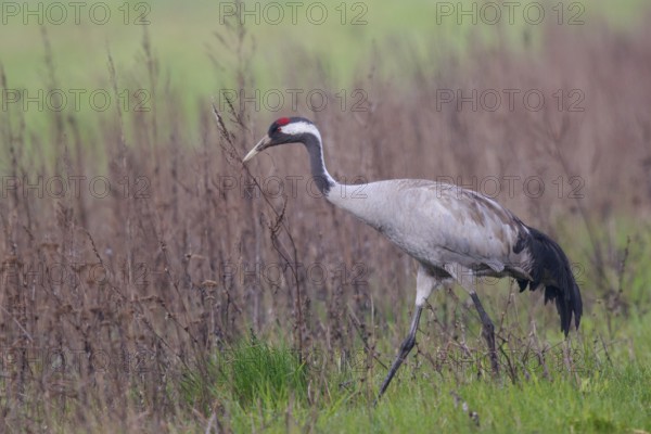 Common Crane (Grus grus) foraging, Poland