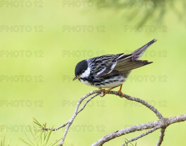 A male Blackpoll Warbler, Setophaga striata, perched in a wood near Saskatoon, Canada