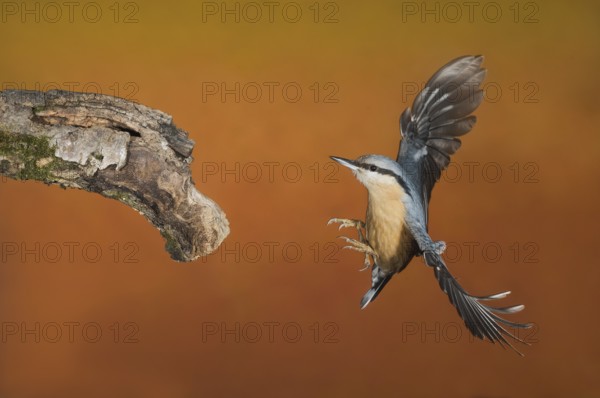 Eurasian Nuthatch (Sitta europaea) landing on a branch, Aosta Valley, Italy