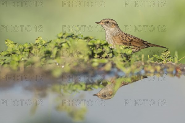 Dunnock (Prunella modularis) at waterhole, Aosta Valley, Italy