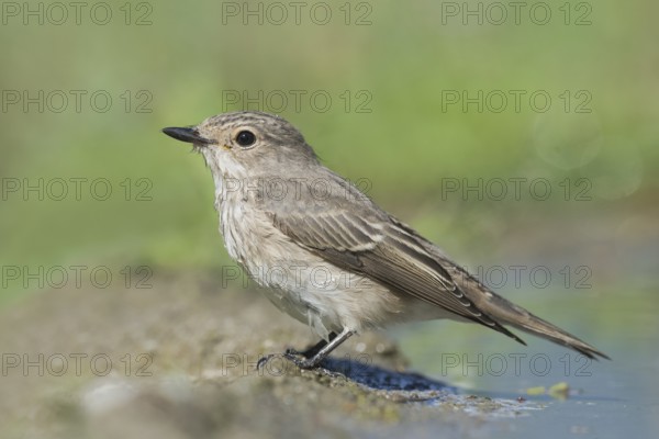 Spotted Flycatcher (Muscicapa striata) at waterhole, Aosta Valley, Italy