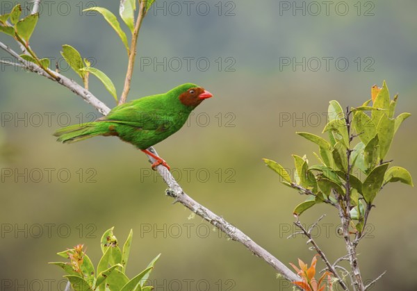 Grass-green Tanager (Chlorornis riefferii), Cusco, Peru