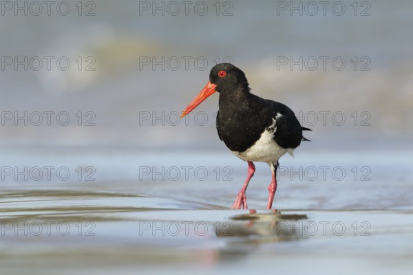 Pied Oystercatcher (Haematopus longirostris) foraging at shoreline, Victoria, Australia