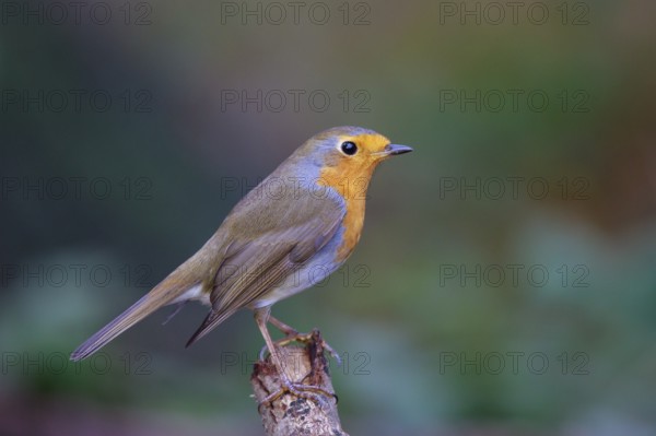 European Robin (Erithacus rubecula) perched on a branch, North Rhine-Westphalia, Germany