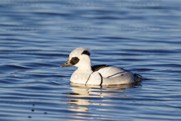 Smew (Mergellus albellus) male, Netherlands