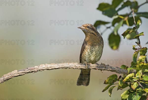 Eurasian Wryneck (Jynx torquilla) perched on a branch, Aosta Valley, Italy
