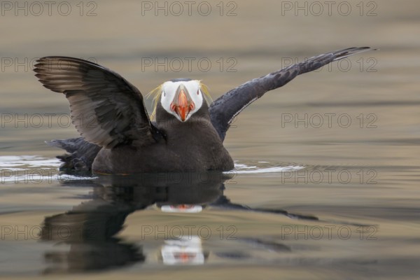 Tufted Puffin (Fratercula cirrhata) swimming on the ocean near the coast of Washington State, USA