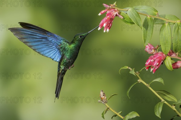 Great Saphirewing (Pterophanes cyanopterus) flying and feeding at a flower in the mountains of Colombia, South America