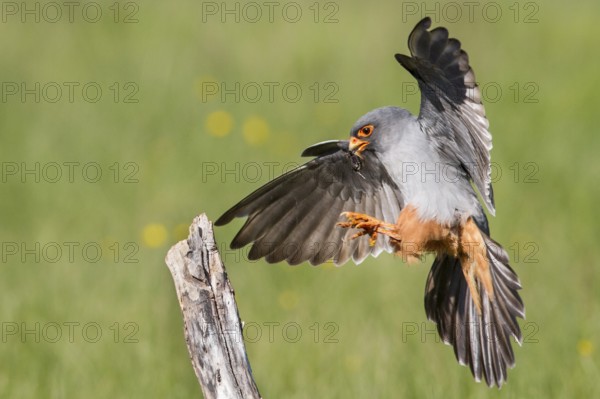 Red-Footed Falcon (Falco vespertinus), adult male landing on a branch, Galicia, Spain