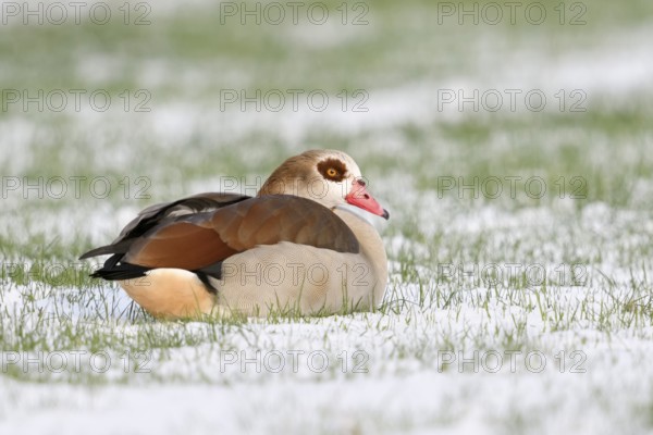Egyptian Goose (Alopochen aegyptiaca) on snowy field, North Rhine-Westphalia, Germany