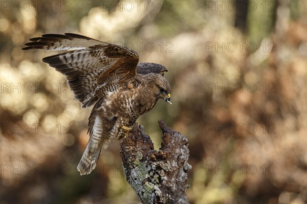 Common Buzzard (Buteo buteo), perched on a branch, Castile and Leon, Spain