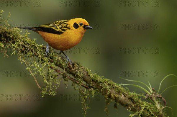 Golden Tanager (Tangara arthus) perched on a branch in the Andes mountains of Colombia