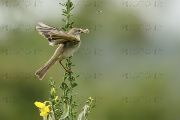 Willow Warbler (Phylloscopus trochilus) perched on a branch with food in its beak, Mecklenburg Western-Pomerania, Germany