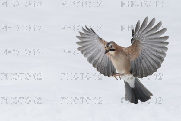 Eurasian Jay (Garrulus glandarius) flying, Lower Saxony, Germany