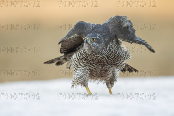 Northern Goshawk (Accipiter gentilis) perched on a snowy ground, Poland