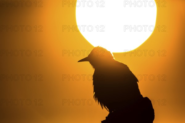 Spotless Starling (Sturnus unicolor), Extremadura, Spain