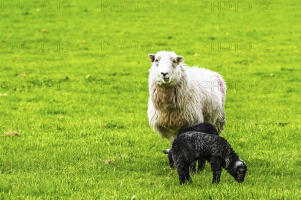 Sheep and farm in Lake District National Park, Coniston Water, Cumbria, England, United Kingdom