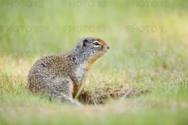 Columbia ground squirrel (Urocitellus columbianus, Spermophilus columbianus) under construction, British Columbia, Canada