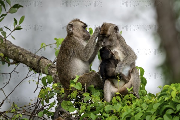 Javanese monkey (Macaca fascicularis), lurking and suckling, Kota Kinabatangan, Sabah, Malaysia