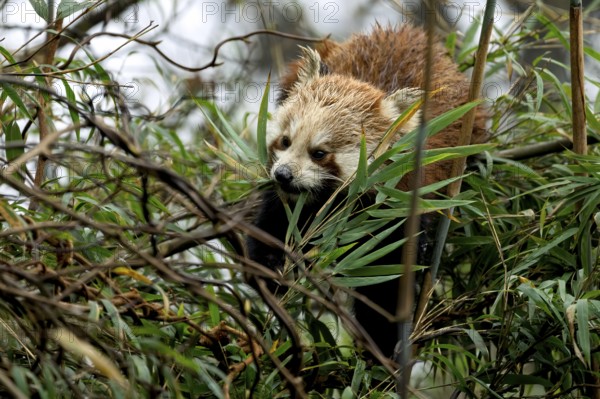 Western Red panda (Ailurus fulgens), feeding on bamboo, Singalila National Park, Gairibas, Jamuna, Koshi Province, Nepal