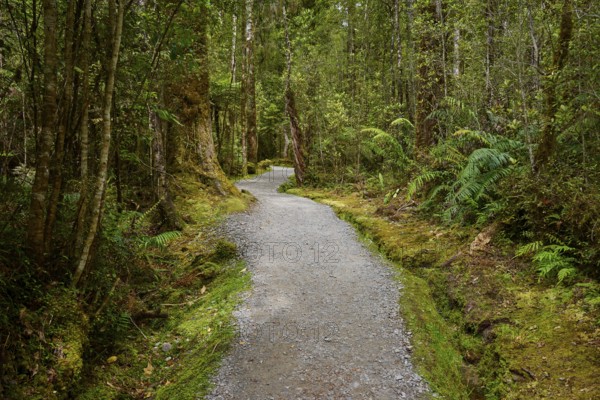 A narrow forest path winds its way through dense vegetation and tall trees, summer, Lake Matheson, Fox Glacier, South Island, New Zealand
