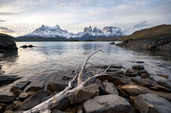 Dead branch on the shore of the lake Lago Pehoe, Cuernos del Paine massif, Torres del Paine National Park, Chile