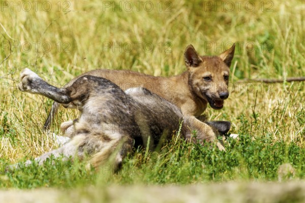 A puppy playing happily with a wolf in a meadow, Timberwolf, wolf, American wolf, (Canis lupus lycaon), puppy, Germany