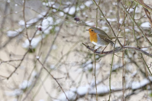 Robin (Erithacus rubecula), on a twig in the branches of a dog rose (Rosa canina), Wilnsdorf, North Rhine-Westphalia, Germany