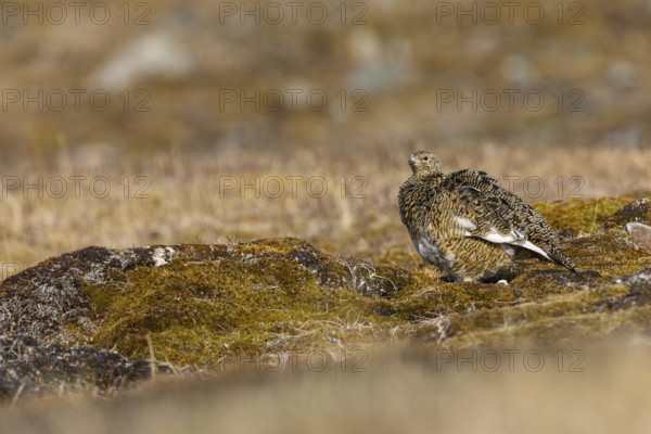 Ptarmigan (Lagopus), Pair, Chicken birds (Galliformes), Aventdalen, Longyearbyen, Spitsbergen, Svalbard