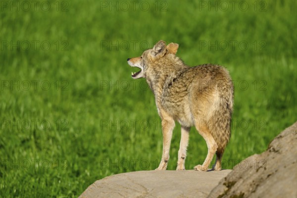 A coyote looking into the distance, standing on a rock, with green grass in the background, Coyote (Canis latrans), Spring, France