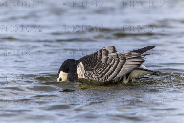 White-fronted Goose (Branta leucopsis), Geese (Anseriformes), Mating in the water, Aventdalen, Longyearbyen, Spitsbergen, Svalbard