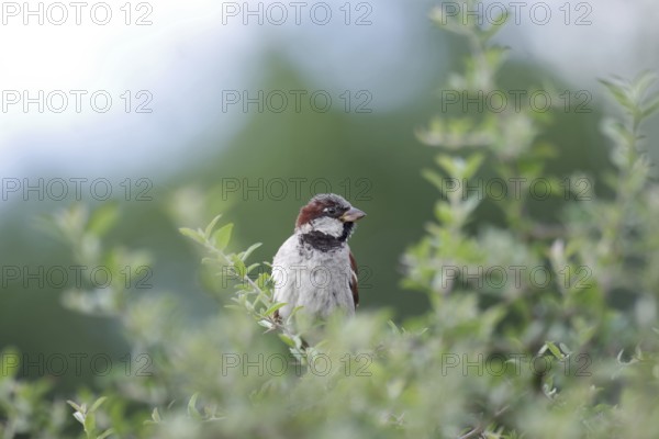 House sparrow (Passer domesticus), male, hedge, close-up, North Rhine-Westphalia, Germany
