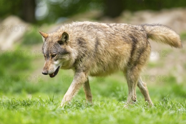 Eastern wolf (Canis lupus lycaon) walking on a meadow, Bavaria, Germany
