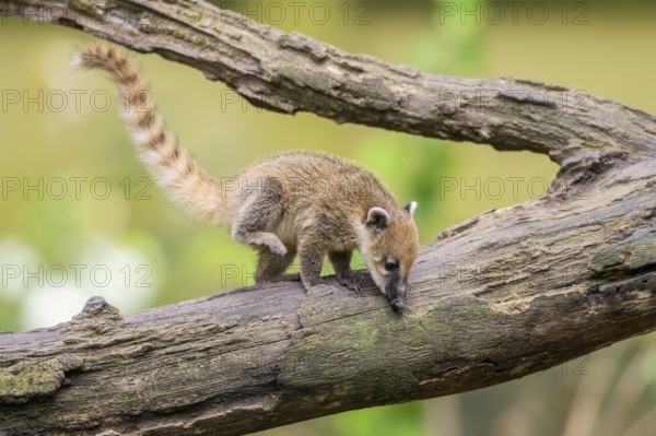 South American coati (Nasua nasua) youngster on an old tree trunk, captive, Zoo Augsburg