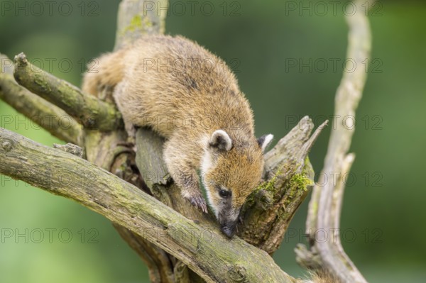 South American coati (Nasua nasua) youngster klimbing in a tree, captive, Zoo Augsburg