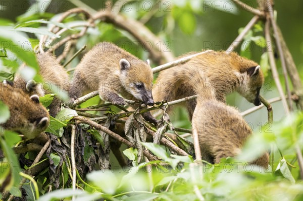 South American coati (Nasua nasua) youngsters klimbing in a tree, captive, Zoo Augsburg