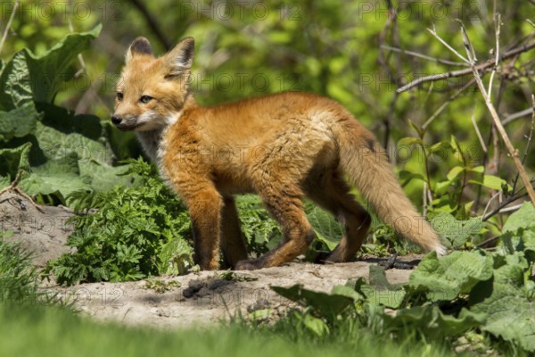 Red fox (Vulpes vulpes), Fox cub standing on a rock and looking around, Province of Quebec, Canada, North America